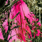 Pink Timber